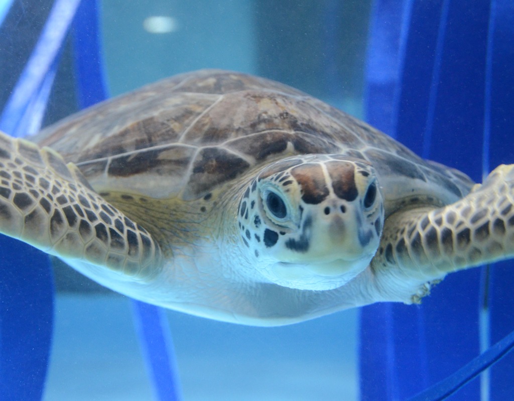 We Have a Crush on Sea Turtles | Peachy the Magazine