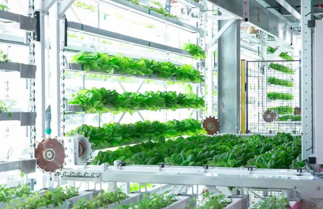 Vertical Harvest