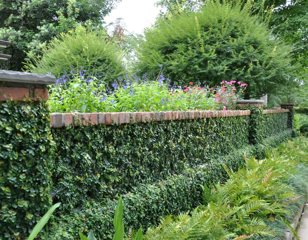 Fig-Vine-Brick-Wall-Perennials-Dabney-Peeples-Greenville