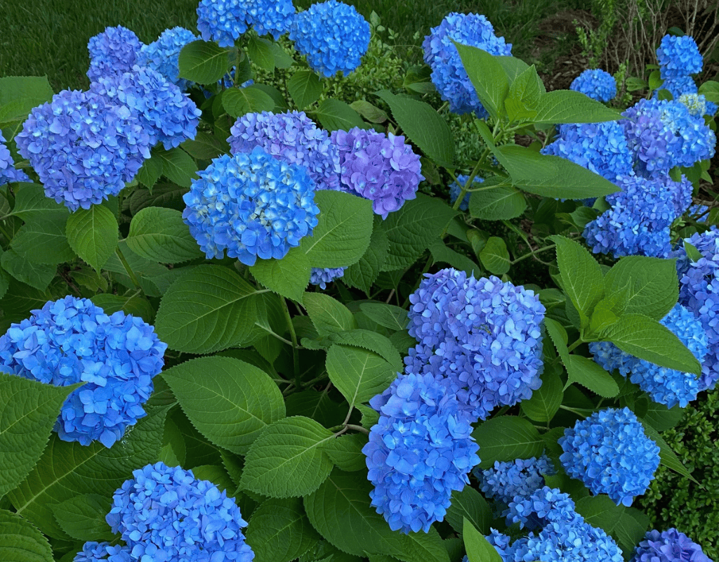 beautiful hydrangea blooms