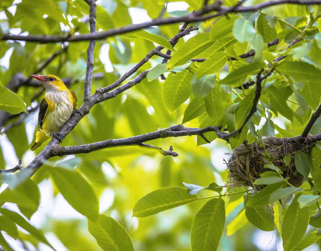 repurposing your empty nest