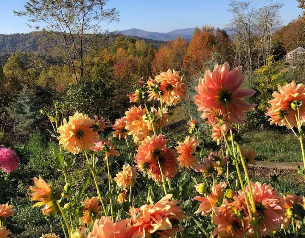 goldenrod gardens